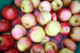 Juice making apples