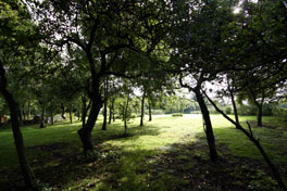 Residential cider making orchard in Hampshire