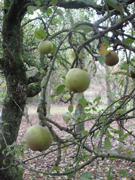 Accommodation for residential cider making, orchard trees